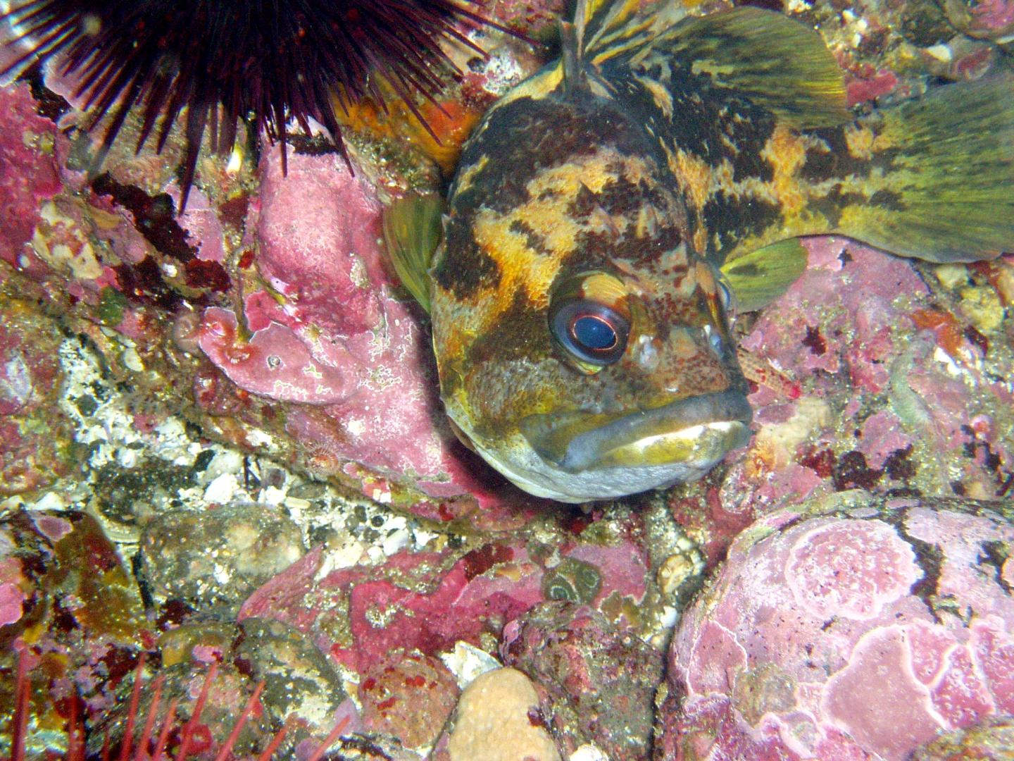 Black and Yellow Rockfish