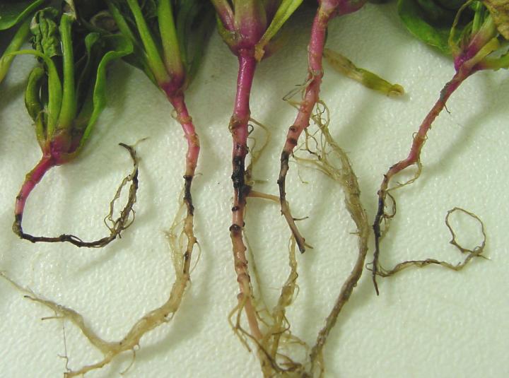 Spores on Spinach Roots