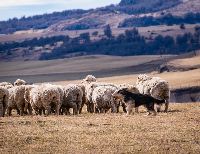 Collie 2024 representative species