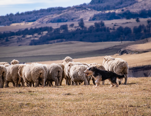 Patagonian sheepdogs are the closest living representative of the ancestor of sheepdog from UK