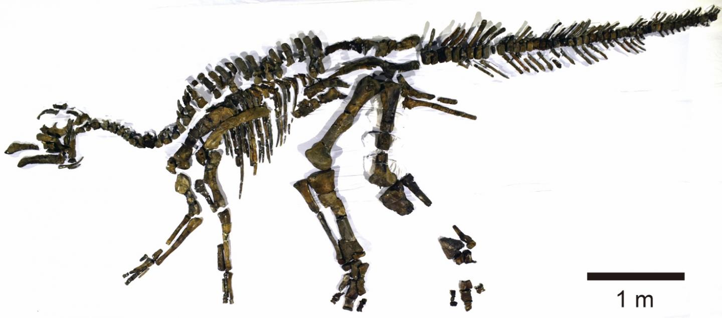 Fossilized Skeleton of <i>Kamuysaurus japonicus</i>