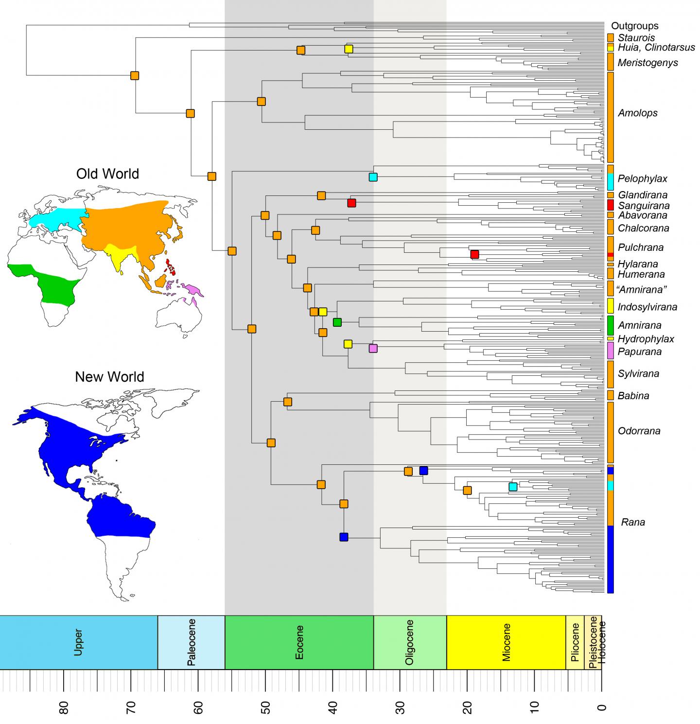 Did True Frogs 'Dispersify?'