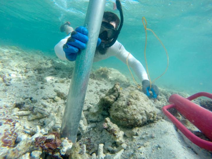 Coral Reef Sediment Core