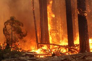 August Complex Fire, 2020 in California