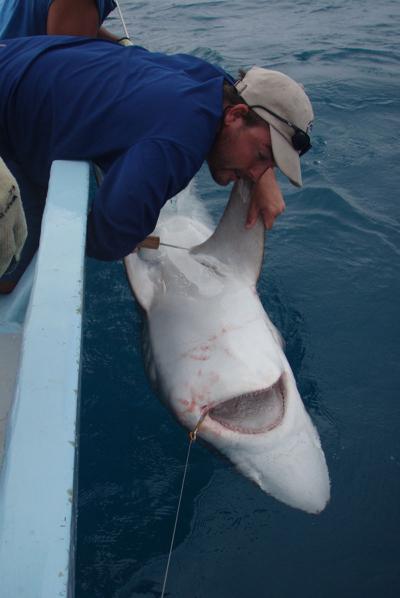 Dr. Demian Chapman, Stony Brook University