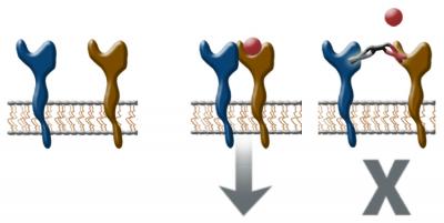 Engineered Antibody Forces Cancer-Promoting Receptors Apart