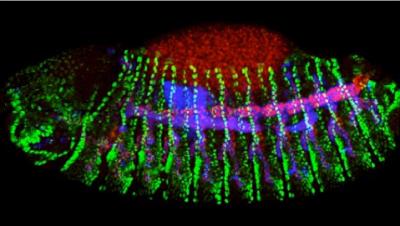 <i>Drosophila</i> Trachea