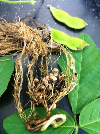 Soybean Stem, Leaves, Bean Pods, and Roots