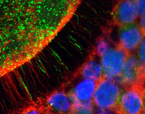 Mechanism that Impairs Production of Bovine Embryos is Revealed