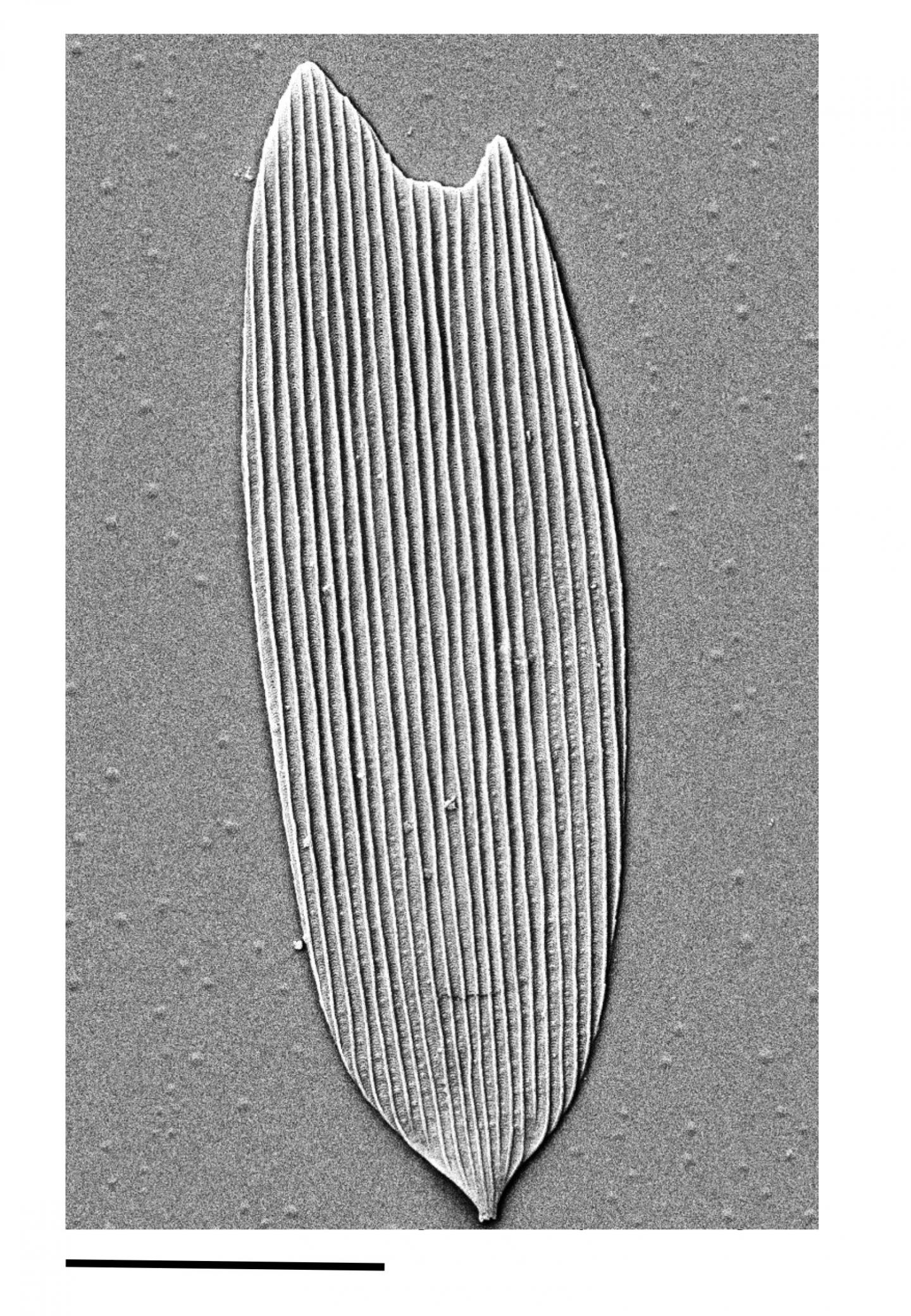 Earliest Fossil Evidence of Butterflies and Moths (4 of 8)