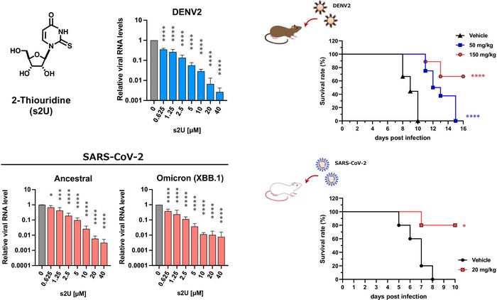 Dose-response inhibition of viral replication and in vivo evaluation