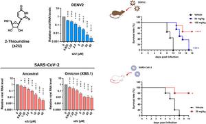 Dose-response inhibition of viral replication and in vivo evaluation