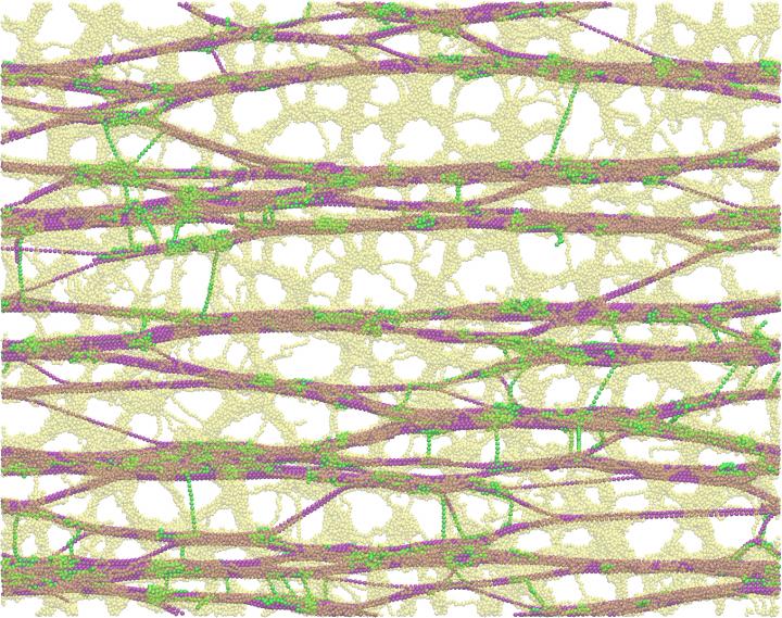 Plant Cell Wall Components Image Eurekalert Science News Releases
