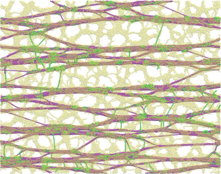 Plant cell wall components