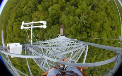 Image of Forest Canopy, Michigan Eddy-Covariance Tower