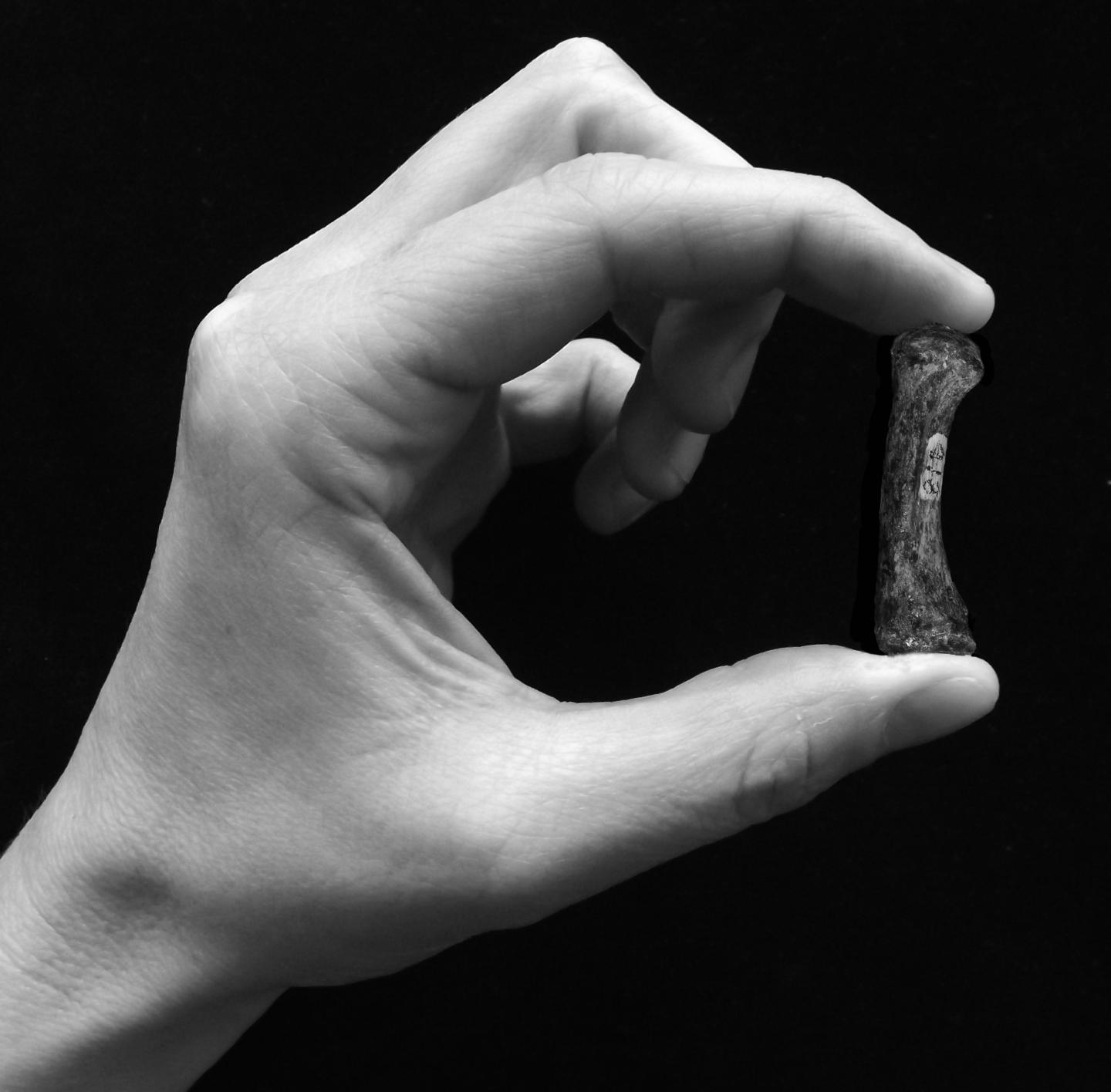 <i>Australopithecus africanus</i> Thumb