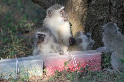 Eating Like Locals: Social Learning & Culture in Monkeys (2 of 12)