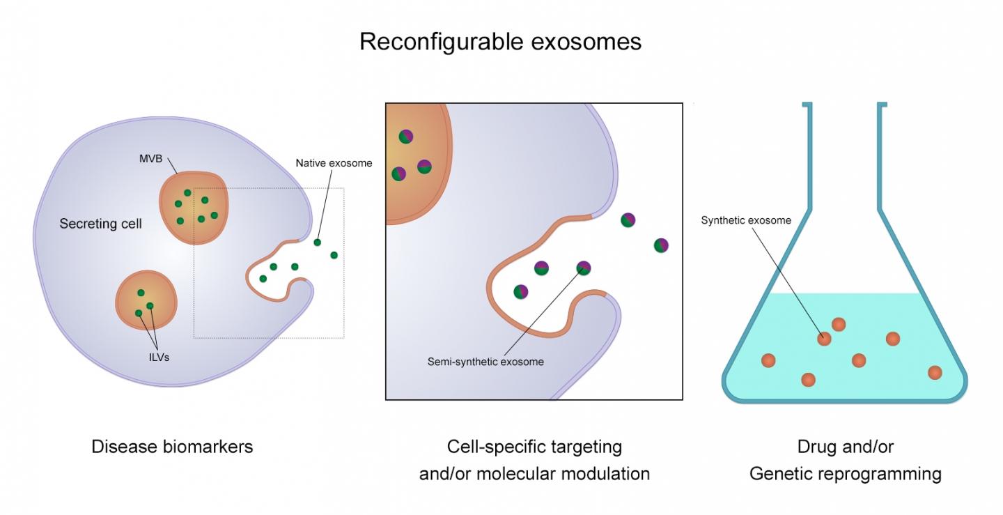 How exosomes - tiny nanoparticles - can be produced
