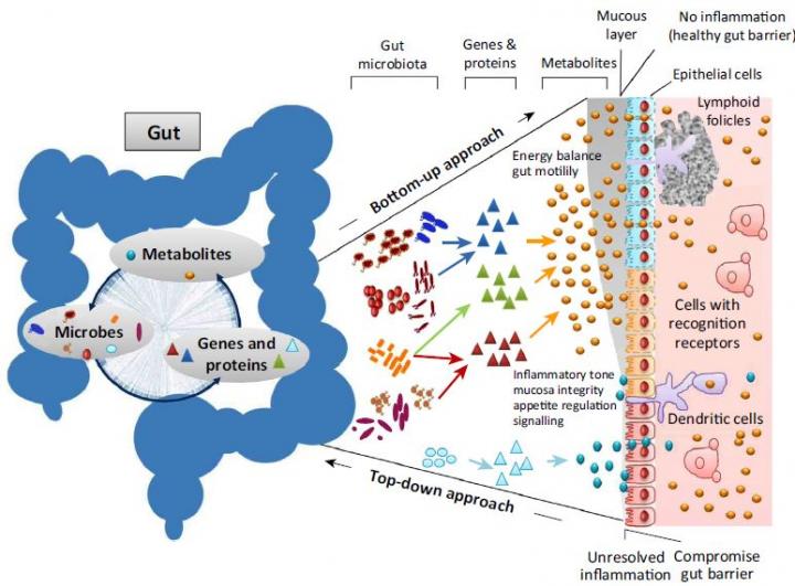 Functional Redundancy in the Gut