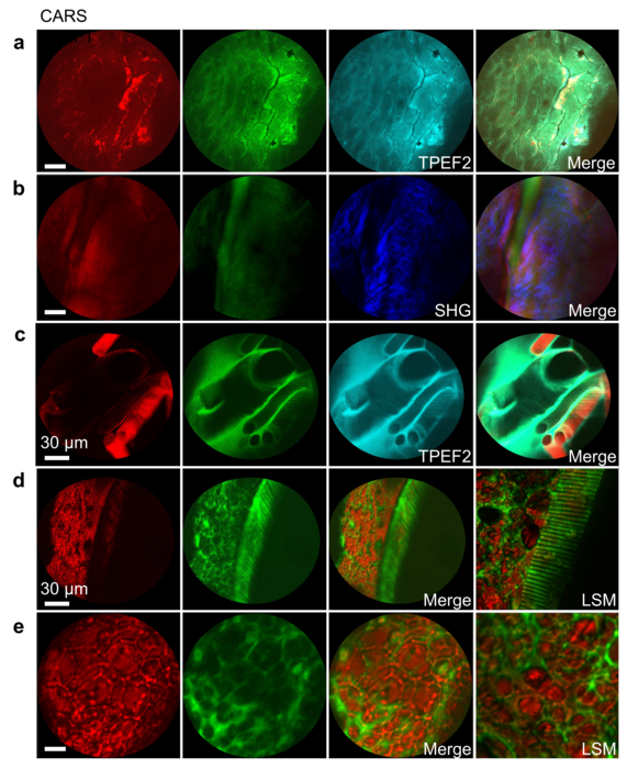 Multimodal CARS/SHG/TPEF endoscopic images of unstained biological samples