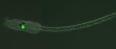 Analysis of Sea Squirt Embryo Reveals Key Molecules in Dopaminergic Neuron Differentiation