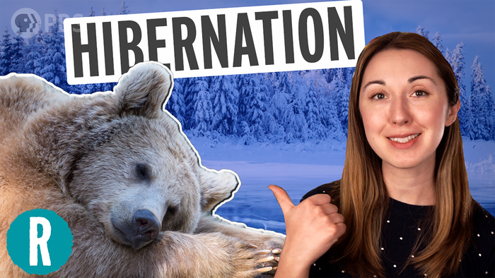 Hibernation is getting weird thanks to climate change (video)