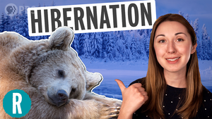 Hibernation is getting weird thanks to climate change (video)