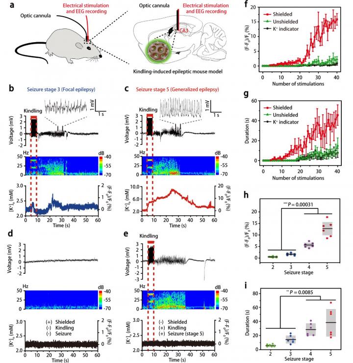 Figure 2 Dynamic Fluctuations of External Potassium Concentration in the Brain of Freely Moving Mice