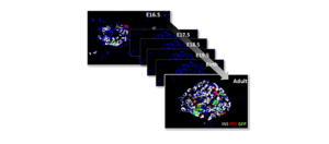 The origins and ID of pancreatic endocrine cells