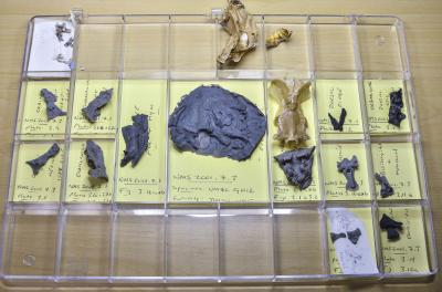 <i>Acanthodes</i> Molds