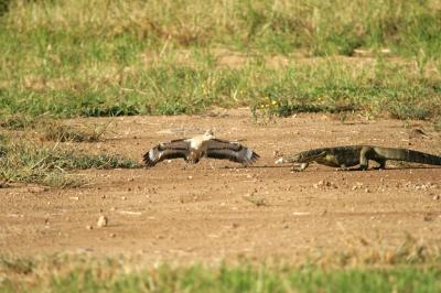 <i>Burhinus vermiculatus</i> Monitor Lizard