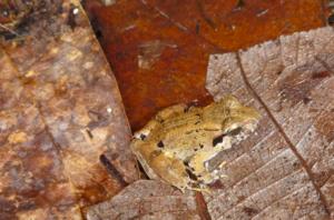 World's smallest "fanged" frogs found in Indo - Vimarsana News