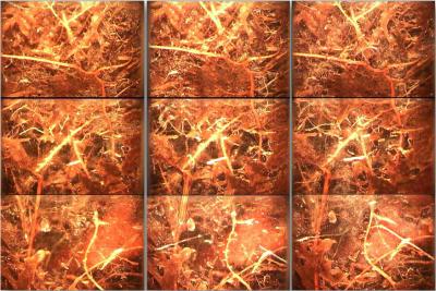 Spruce Roots [IMAGE] | EurekAlert! Science News Releases