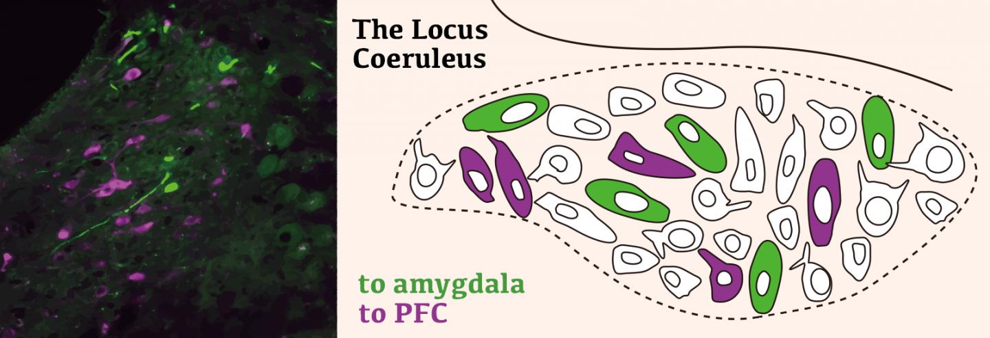 Two Populations of Noradregnergic Neurons in the Locus Coeruleus