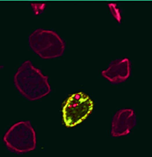 Representative Fluorescence Microscopy Image