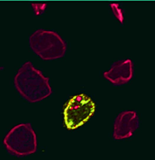 Representative Fluorescence Microscopy Image