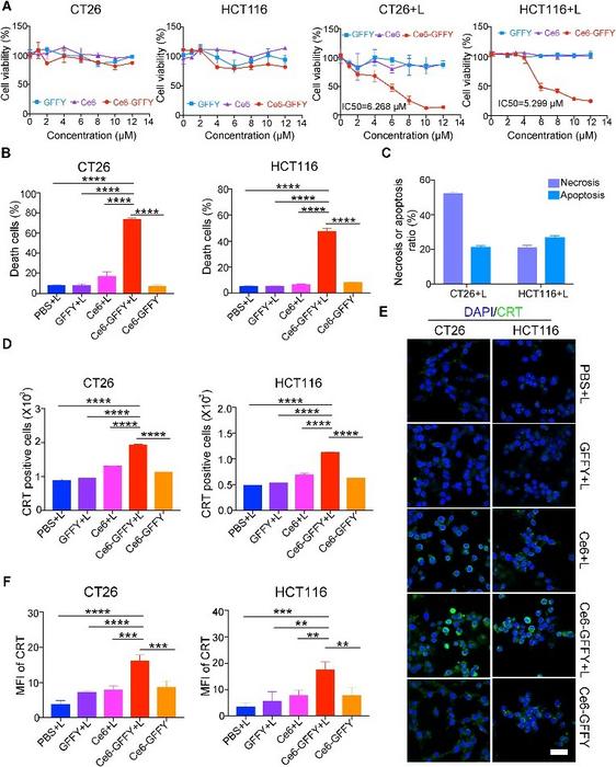 Ce6-GFFY suppresses the proliferation of colorectal cancer cells