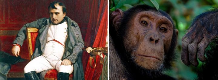 Napoleon Bonaparte / Chimpanzees