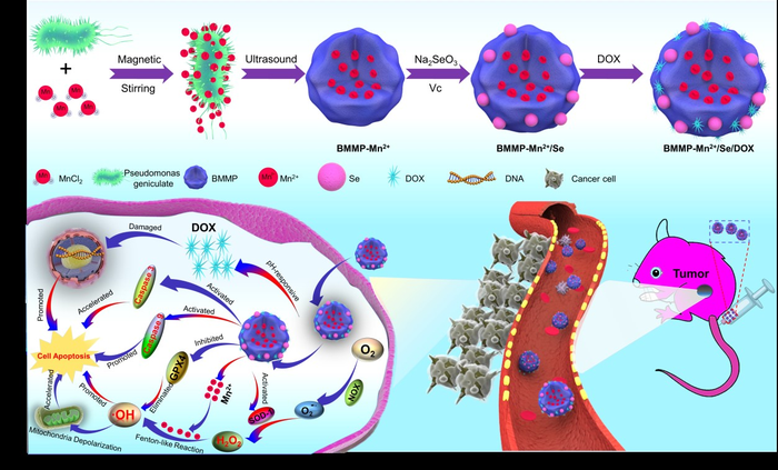 Schematic illustration of building simple self-assembled biomimetic cytomembrane-based nanoplatform.