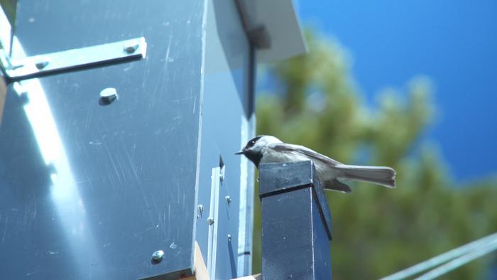 A mountain chickadee eats seeds from a feeder at CU Boulder's Mountain Research Station.