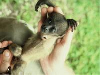 Baby Howler Monkey with Bot Fly Lesion