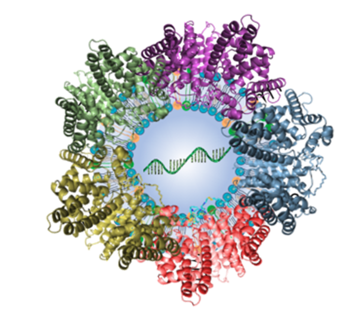 Lipid nanoparticle with plasma protein corona
