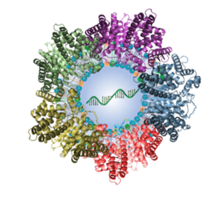 Lipid nanoparticle with plasma protein corona