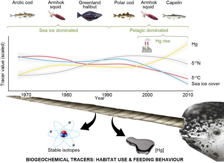 Biogeochemical tracers of habitat use and feeding behaviour