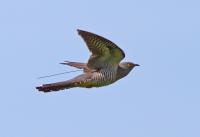 Common Cuckoo (<em>Cuculus canorus</em>)