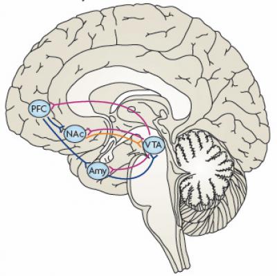 Brain Reward Circuit