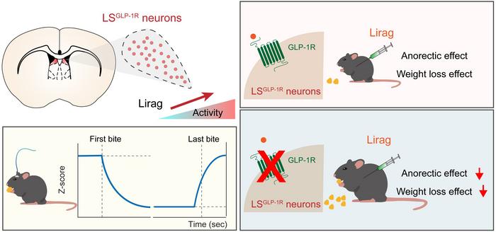 Summary of the role of LSGLP-1R neurons in mediating the anorectic and weight-lowering effects of liraglutide in mice