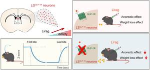 Summary of the role of LSGLP-1R neurons in mediating the anorectic and weight-lowering effects of liraglutide in mice