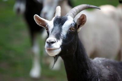Close-up of a Goat