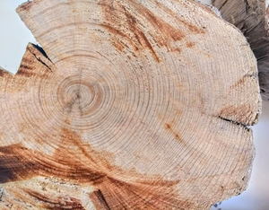 300 year-old tree rings revealed